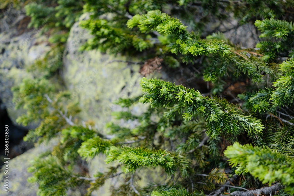 Fototapeta premium conifer, spruce