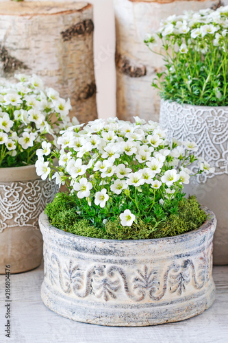 Photography Saxifraga arendsii (Schneeteppich) flowers in ceramic pot.
