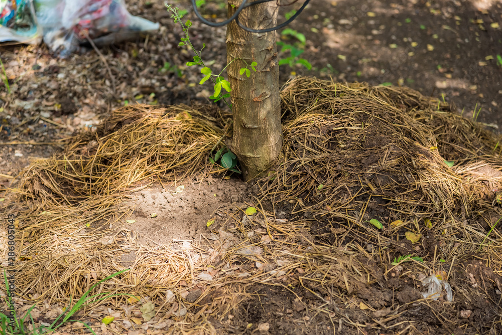 Obraz premium Manure from cow dung under the tree.