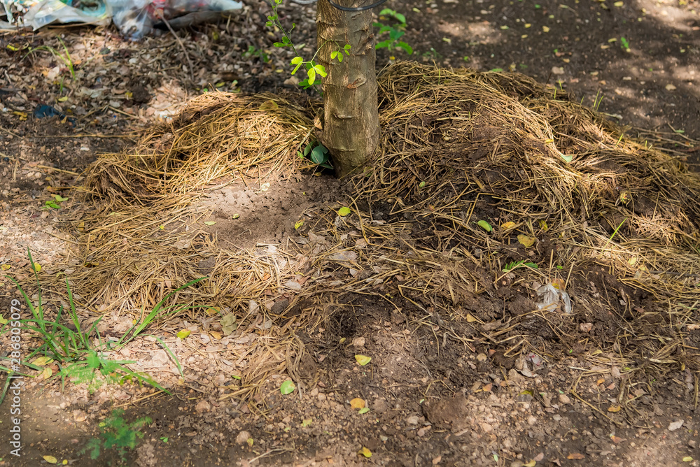 Obraz premium Manure from cow dung under the tree.