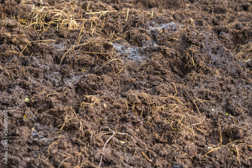 Wallpaper Mural Vermicompost fertilizer and Cow Dung and soil. Torontodigital.ca
