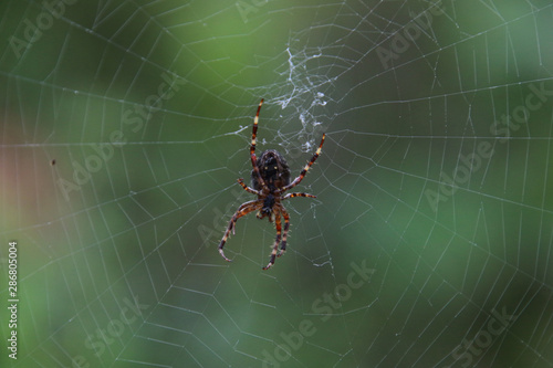 A closeup of a large garden spider