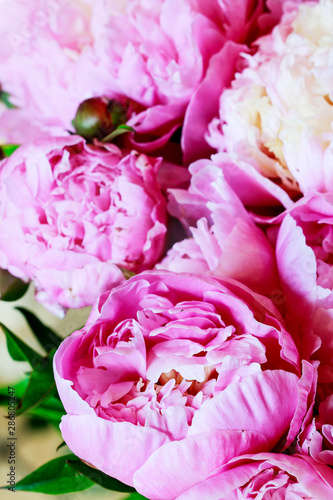 Fototapeta Naklejka Na Ścianę i Meble -  Beautiful pink peonies, huge bouquet of flowers.