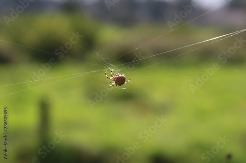 A large orb weaver spider spinning a web