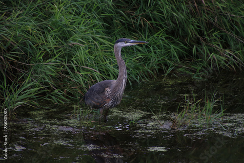 A great blue heron with dark coloration standing in a pond of water