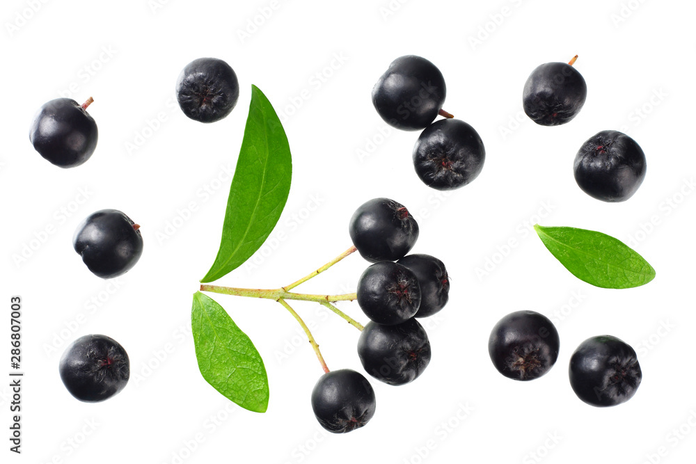 Chokeberry with green leaves isolated on white background. Black aronia. Top view. Chokeberry with green leaves isolated on white background. Black aronia. Top view.