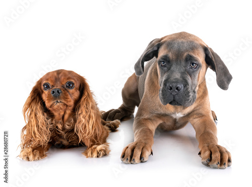 puppy cane corso and cavalier king charles