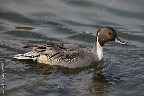 A closeup of a northern pintail duck
