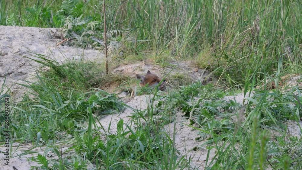 Kleiner Fuchs schaut aus dem Fuchsbau Kleiner Fuchs schaut aus dem Fuchsbau