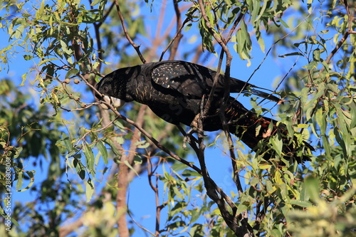 red-tailed black cockatoo (Calyptorhynchus banksii) Queensland ,Australia photo