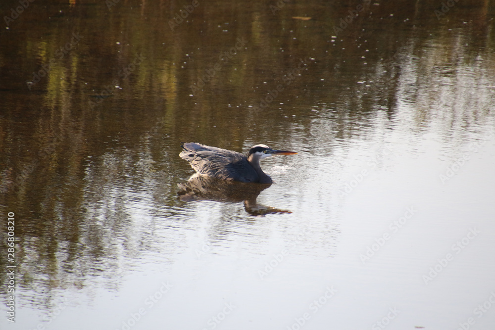 A great blue heron standing in the shallow water A great blue heron standing in the shallow water