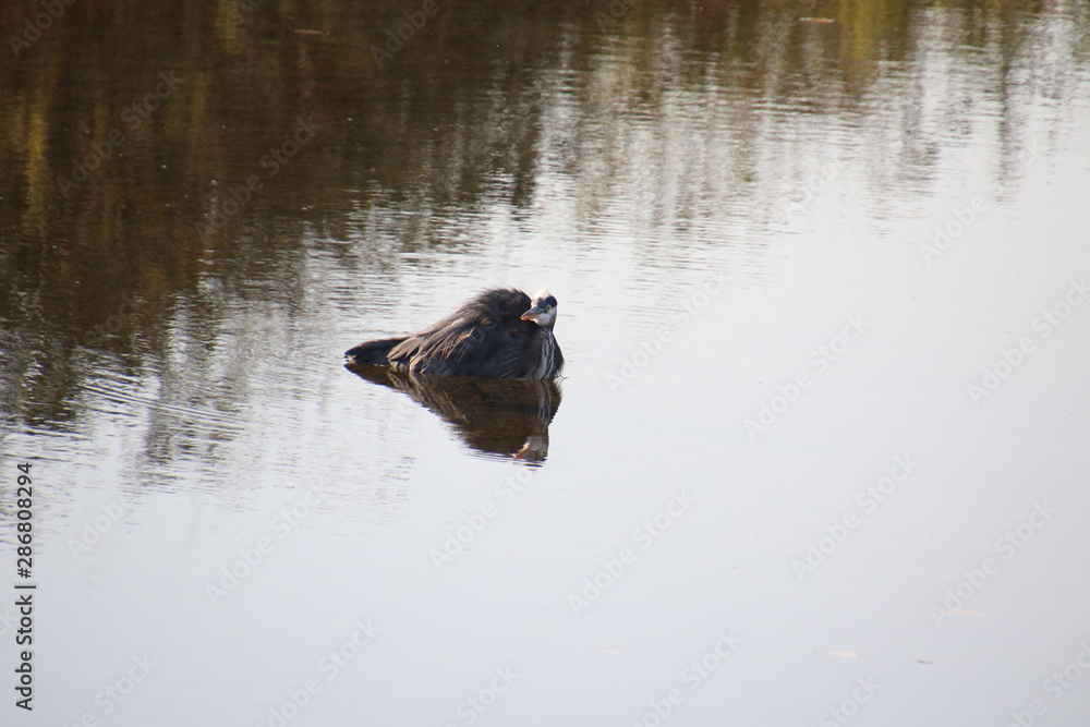 Fototapeta premium A great blue heron with its reflection