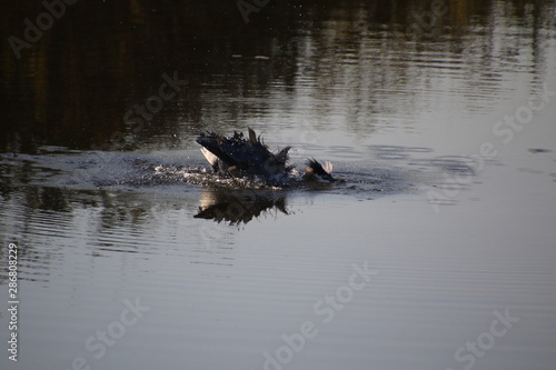 A great blue heron washing itself