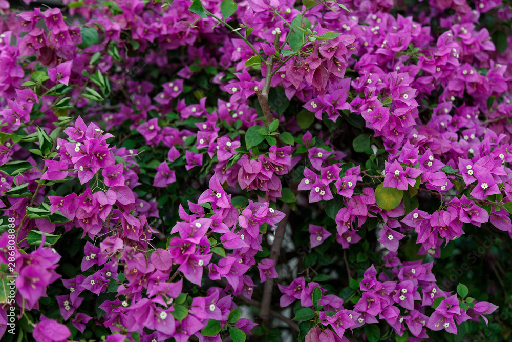 Pink flowers on a bush