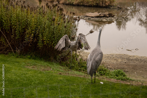 Two sandhill cranes next to a pond on a grassy lawn