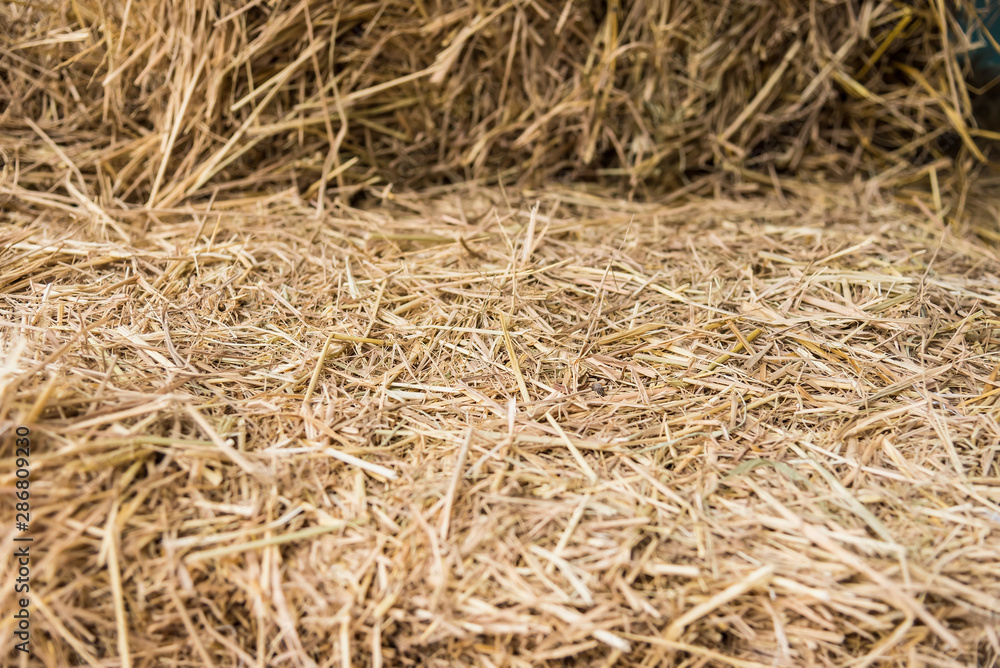 Straw, dry straw, straw background texture. Straw, dry straw, straw background texture.