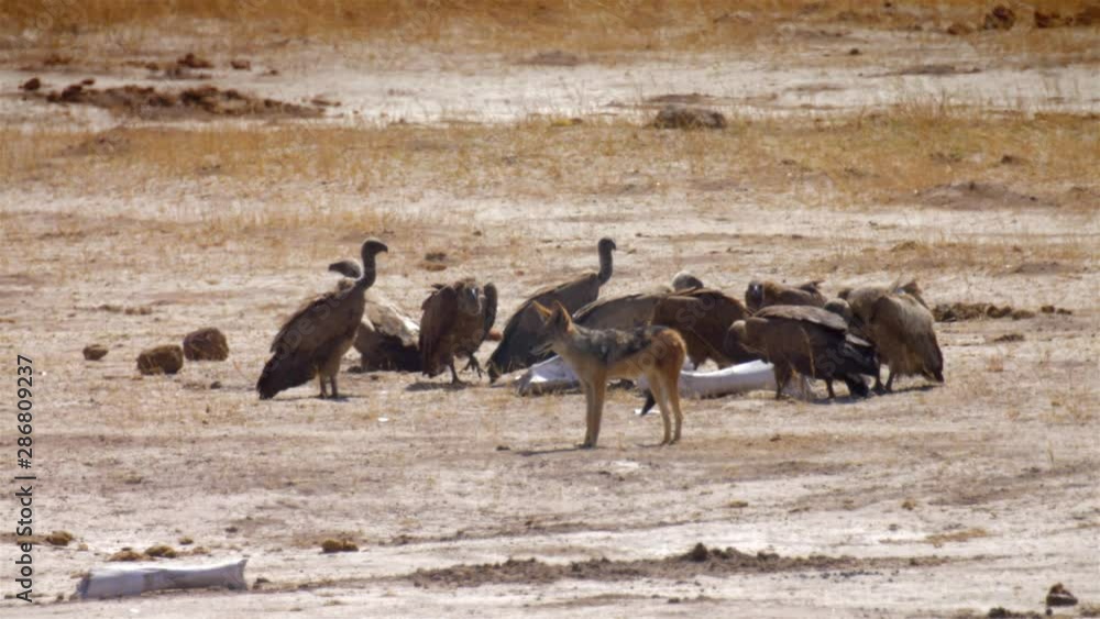 White backed vultures and black backed jackal by waterhole, Hwange National Park Zimbabwe White backed vultures and black backed jackal by waterhole, Hwange National Park Zimbabwe