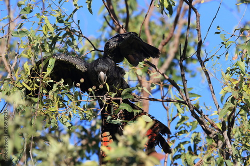 red-tailed black cockatoo (Calyptorhynchus banksii) Queensland ,Australia photo