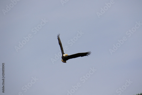 A bald eagle flying toward the camera