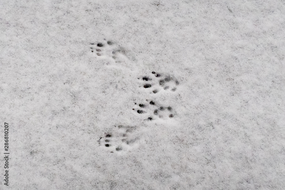 Closeup of traces of a red squirrel (Sciurus vulgaris) in fresh snow Closeup of traces of a red squirrel (Sciurus vulgaris) in fresh snow