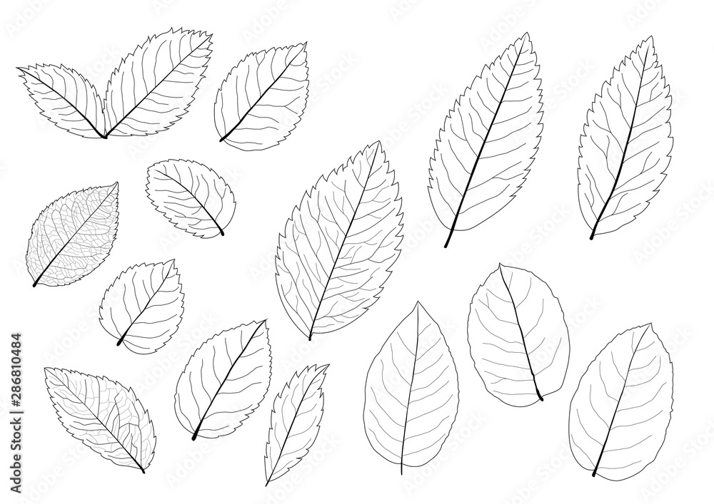 Leaves line single leaf and leaf pattern black Bring to color decorate on white background illustration 