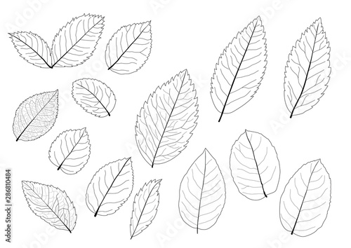 Leaves line single leaf and leaf pattern black Bring to color decorate on white background illustration © nantana