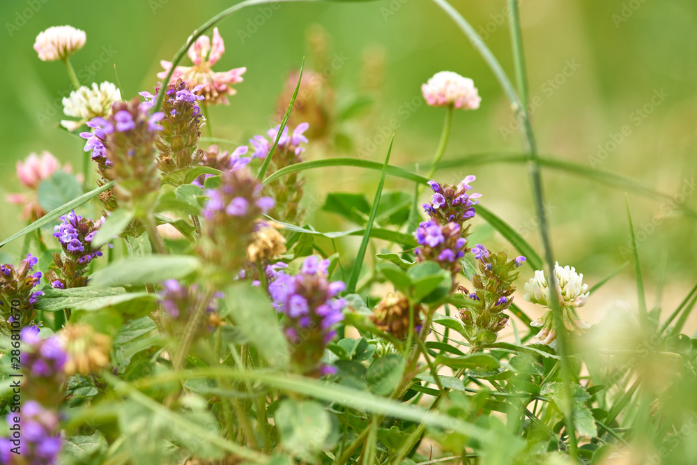 natural background of clover groving on the field. natural background of clover groving on the field.
