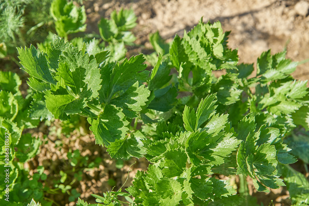  close-up of growing celery (leaf vegetable) in the vegetable garden, top view	                              