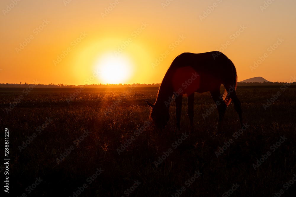 A horse grazes in a field at sunset. Backlit warm light from the sun going beyond the horizon. A horse grazes in a field at sunset. Backlit warm light from the sun going beyond the horizon.