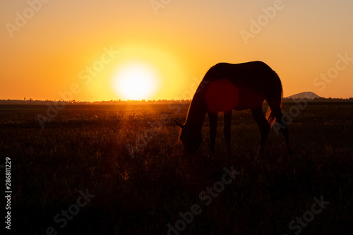 A horse grazes in a field at sunset. Backlit warm light from the sun going beyond the horizon.