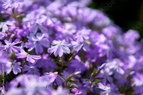 small purple blooming flowers background. Phlox subulata              