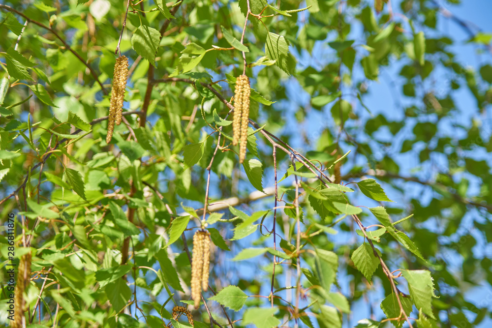 Burch leaves agains blue sky. Spring firest Burch leaves agains blue sky. Spring firest