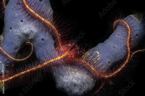 Brittle star on sponge photo