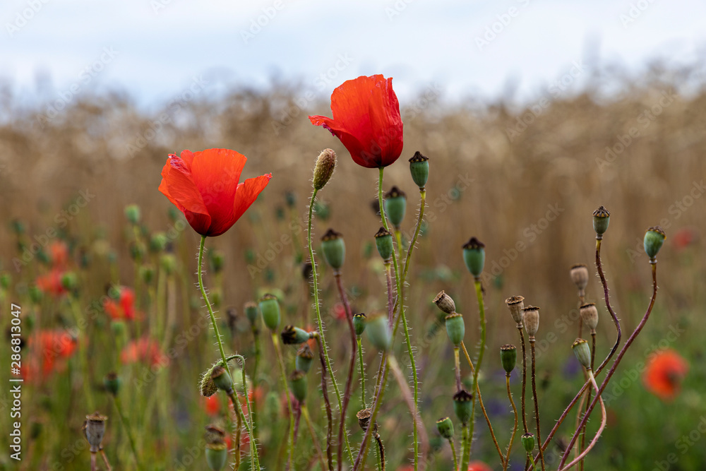 Naklejka premium red poppies bloom in green