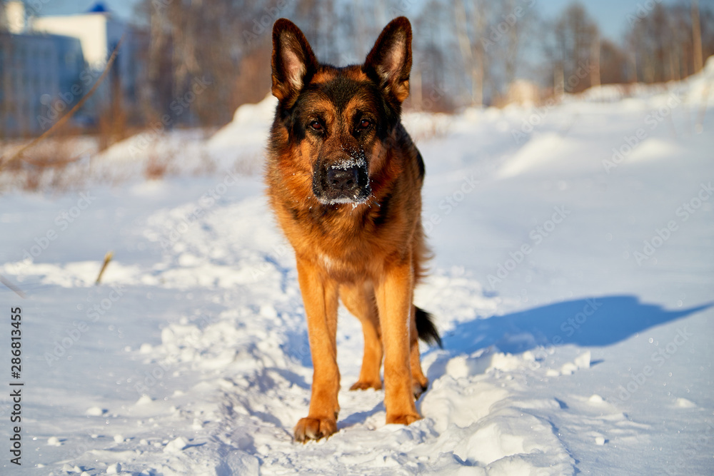 Dog German Shepherd in a winter day