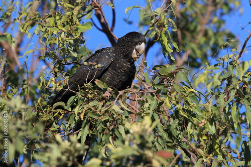 red-tailed black cockatoo (Calyptorhynchus banksii) Queensland ,Australia photo