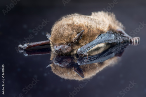 Soprano pipistrelle bat reflected