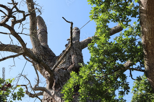 Le Chêne à Guillotin ou chêne des Rues-Eon dans la forêt de Brocéliande - Commune de Concoret - Département du Morbihan - Bretagne - France