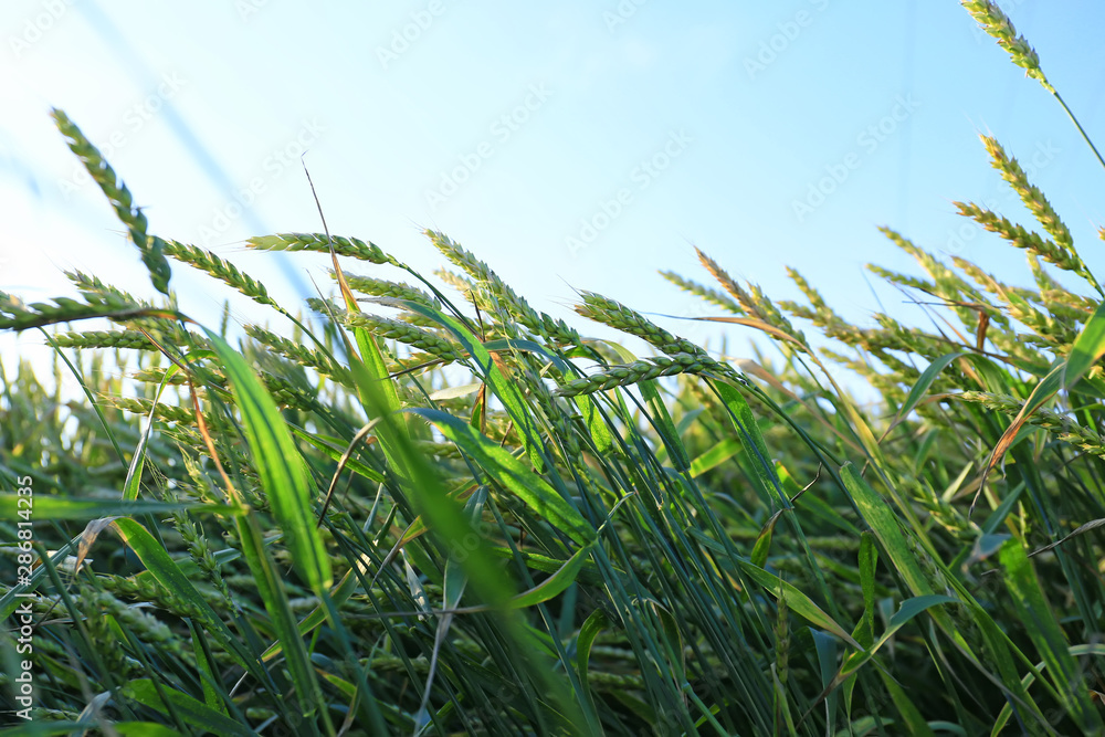 Naklejka premium Spikelets on wheat field on summer day