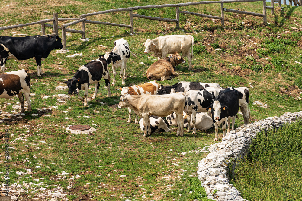 Herd of cows grazing in a mountain pasture. Italian Alps, Italy, south Europe