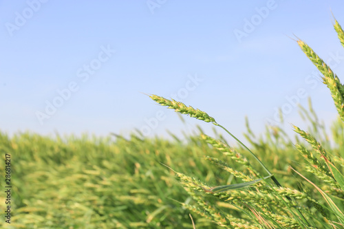 Spikelets on wheat field on summer day