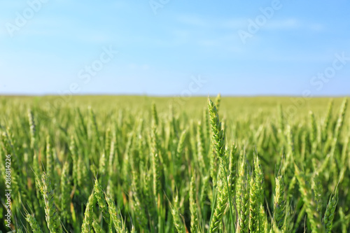 Spikelets on wheat field on summer day