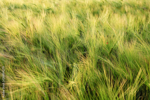 Wallpaper Mural Spikelets on rye field on summer day Torontodigital.ca