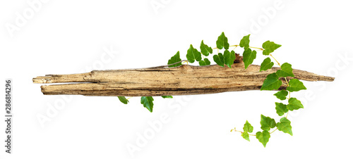 Old piece of wood enwined w...