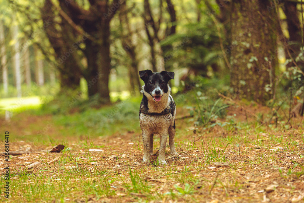 Border Jack Puppy playing 