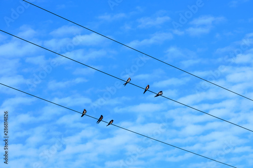 Six swallows resting on electrical wires on a blue sky with clouds background