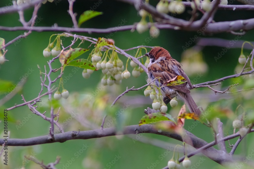 sparrow on branch sparrow on branch