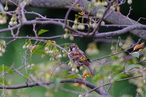 sparrow on branch © Matthewadobe