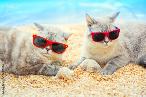 Two cats wearing sunglasses relaxing on the beach