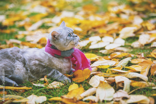 Fototapeta Naklejka Na Ścianę i Meble -  Cute cat wearing a pink-gray knitting scarf sitting on yellow fallen leaves in the autumn garden